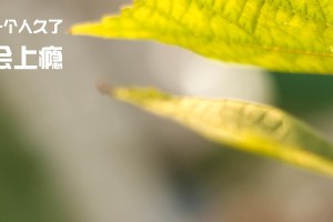 1950年的巴西：马拉卡纳惨案后的民族创伤，巴西总统马拉多纳